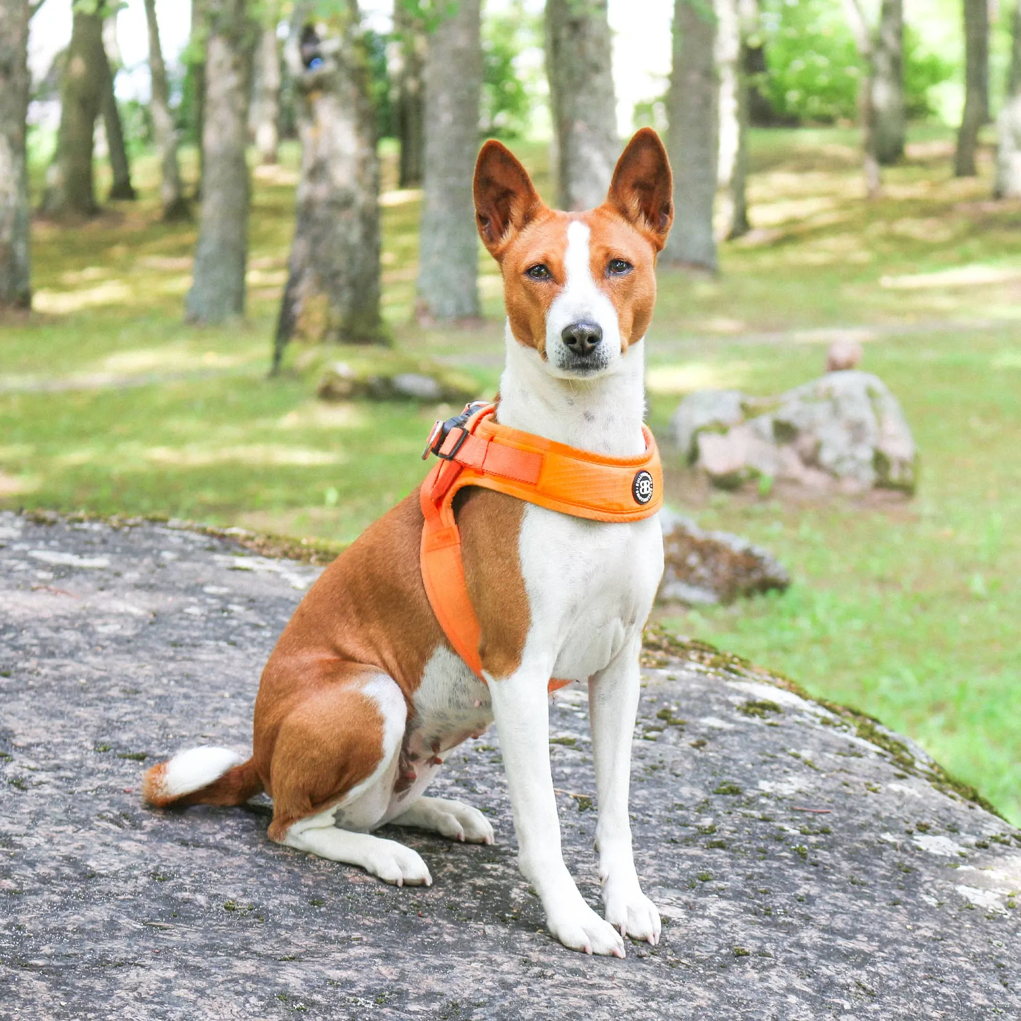 Boomerang Harness - XS-M Breeds - Orange